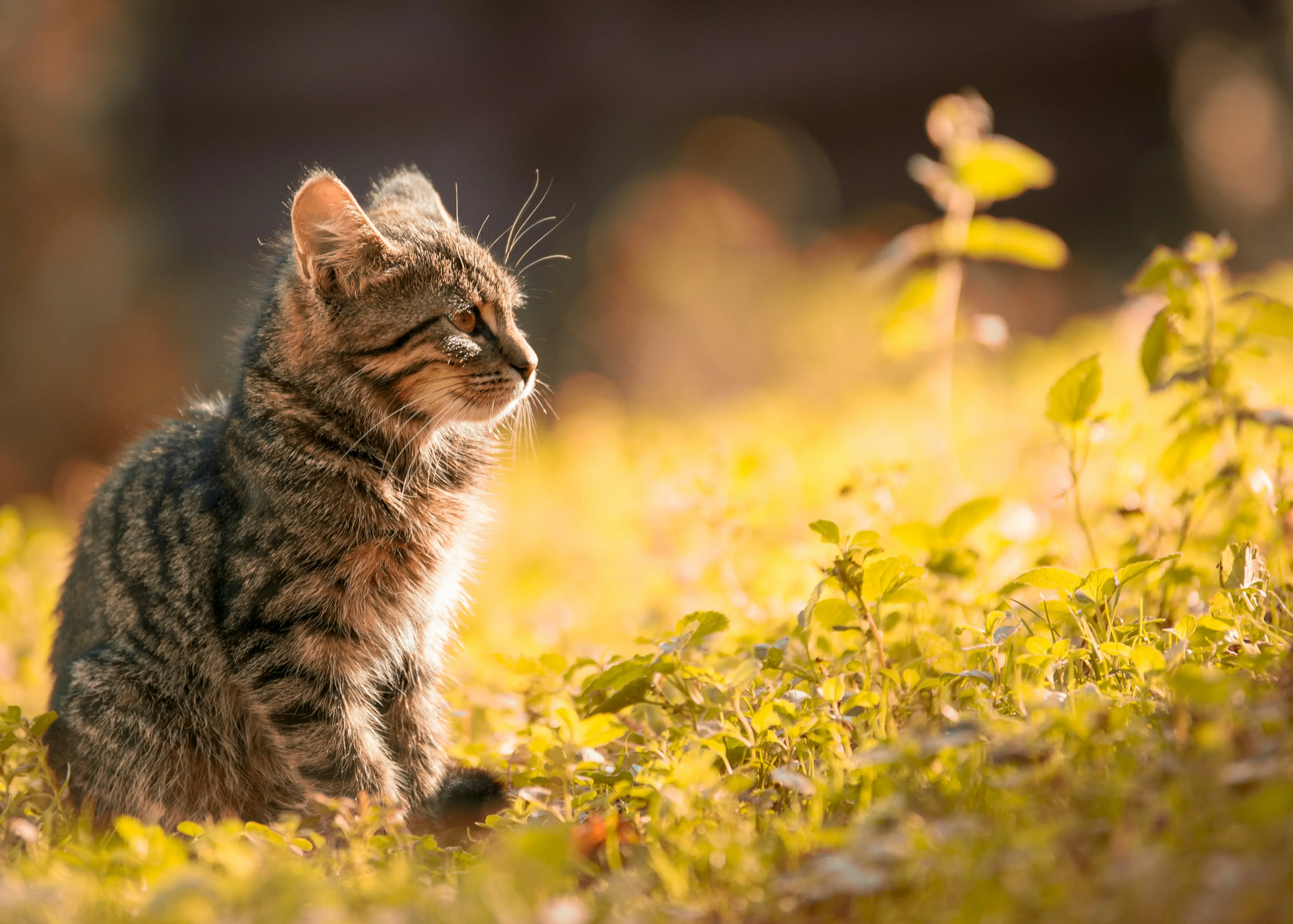 Title The Fascinating World of Felidae Cats