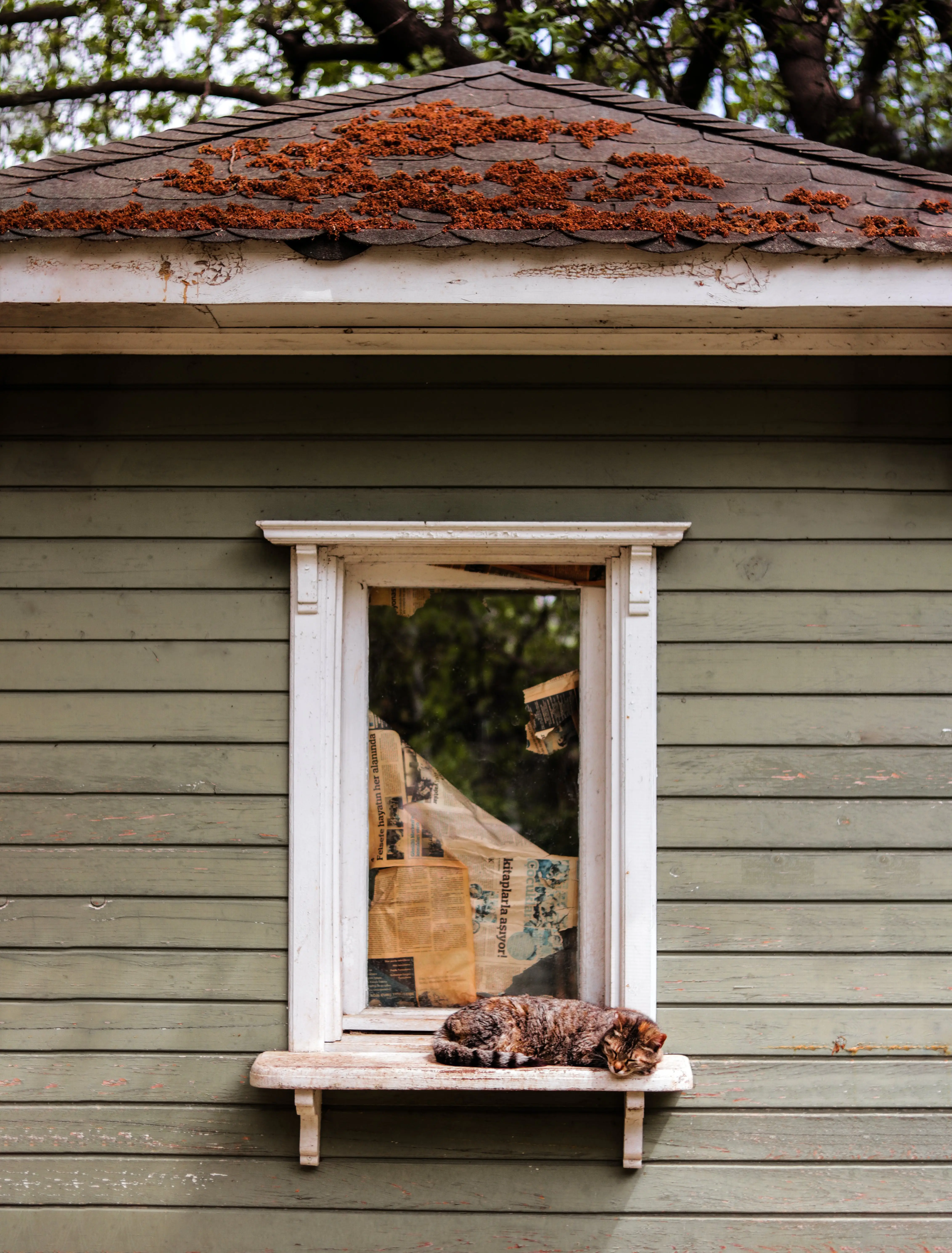 The Joy and Challenges of Owning a Cat and Building a Family