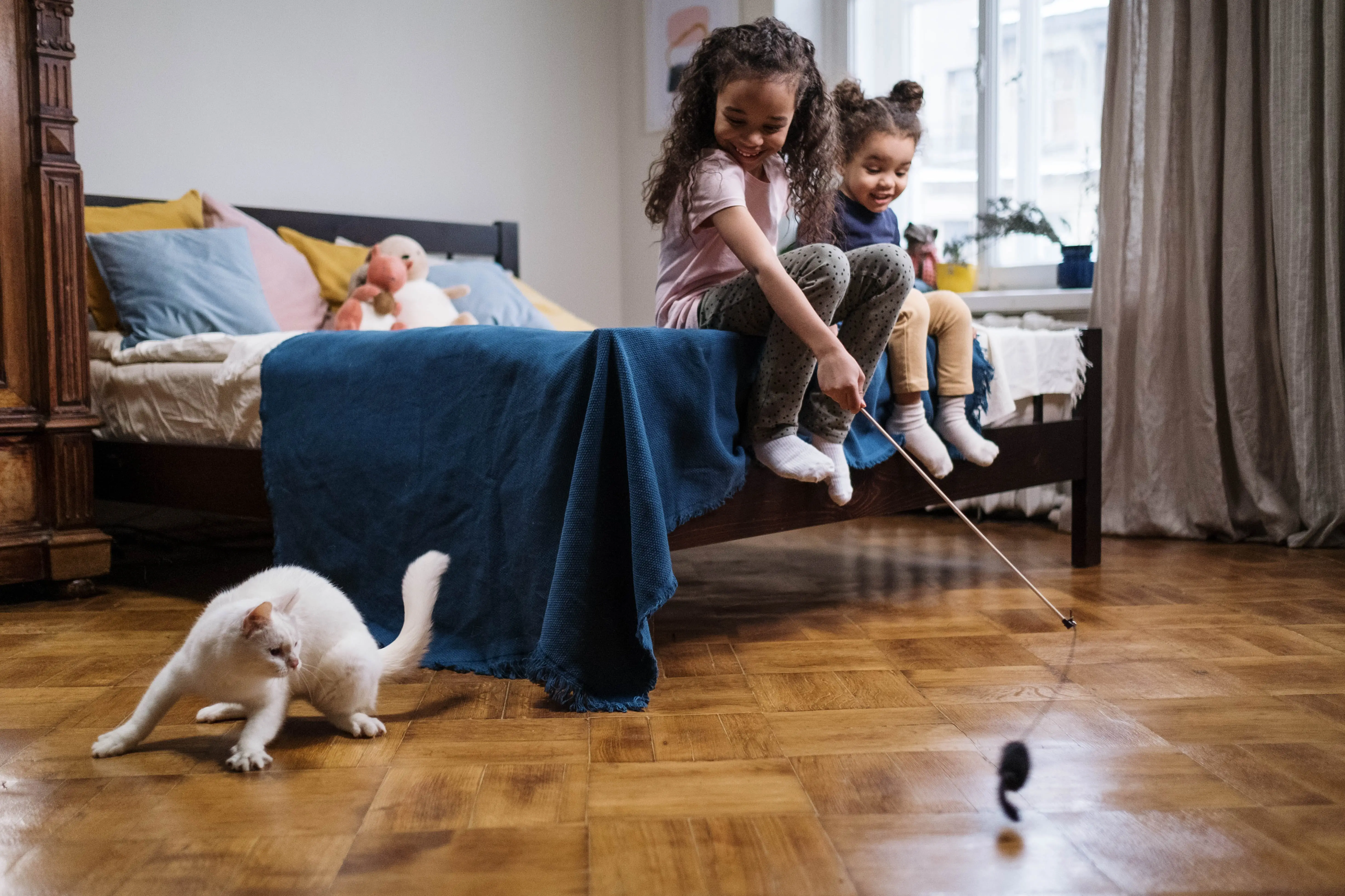 Cats in the Cat Family A Comprehensive Guide