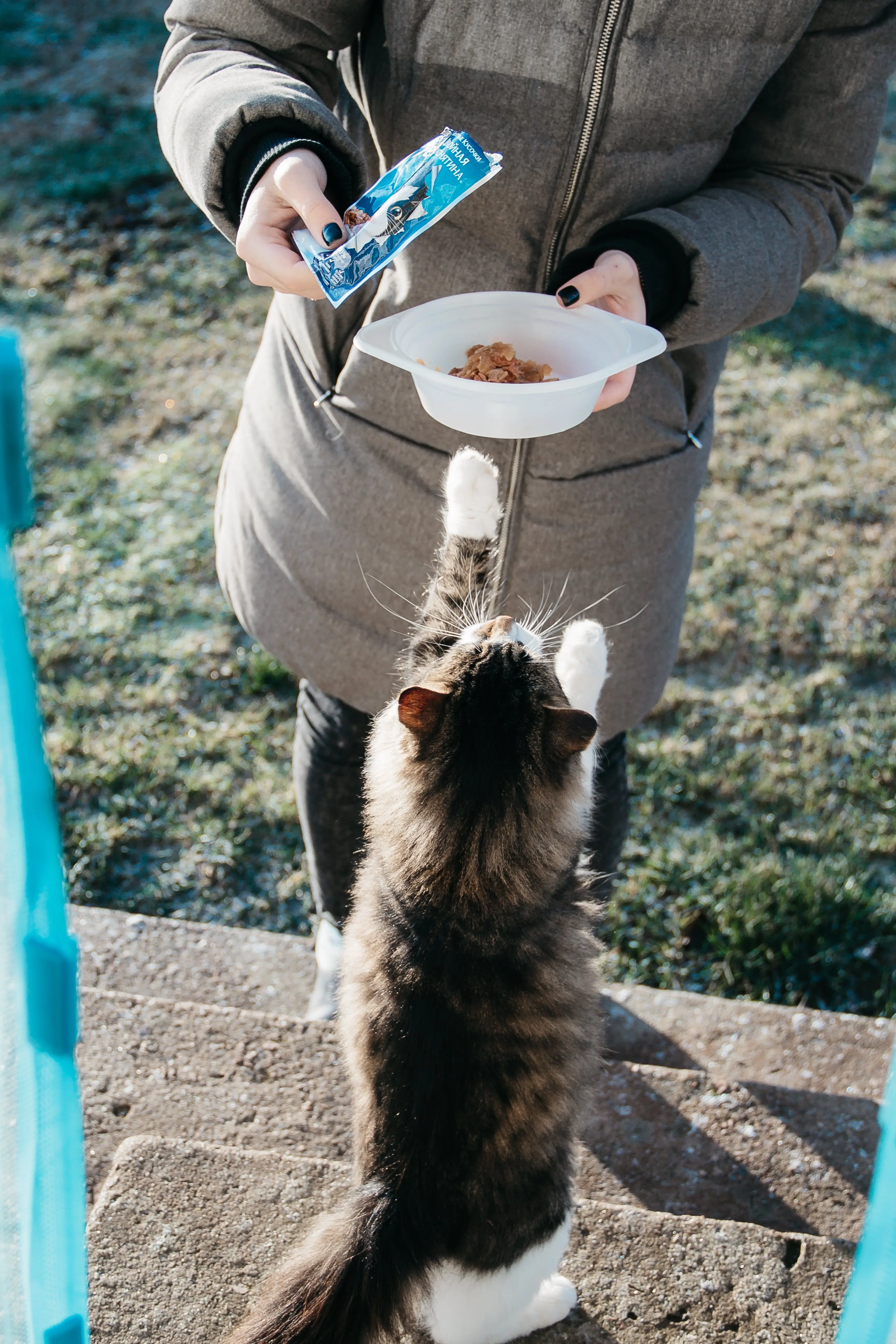 Title The Benefits of Being a Foster Family for Cats