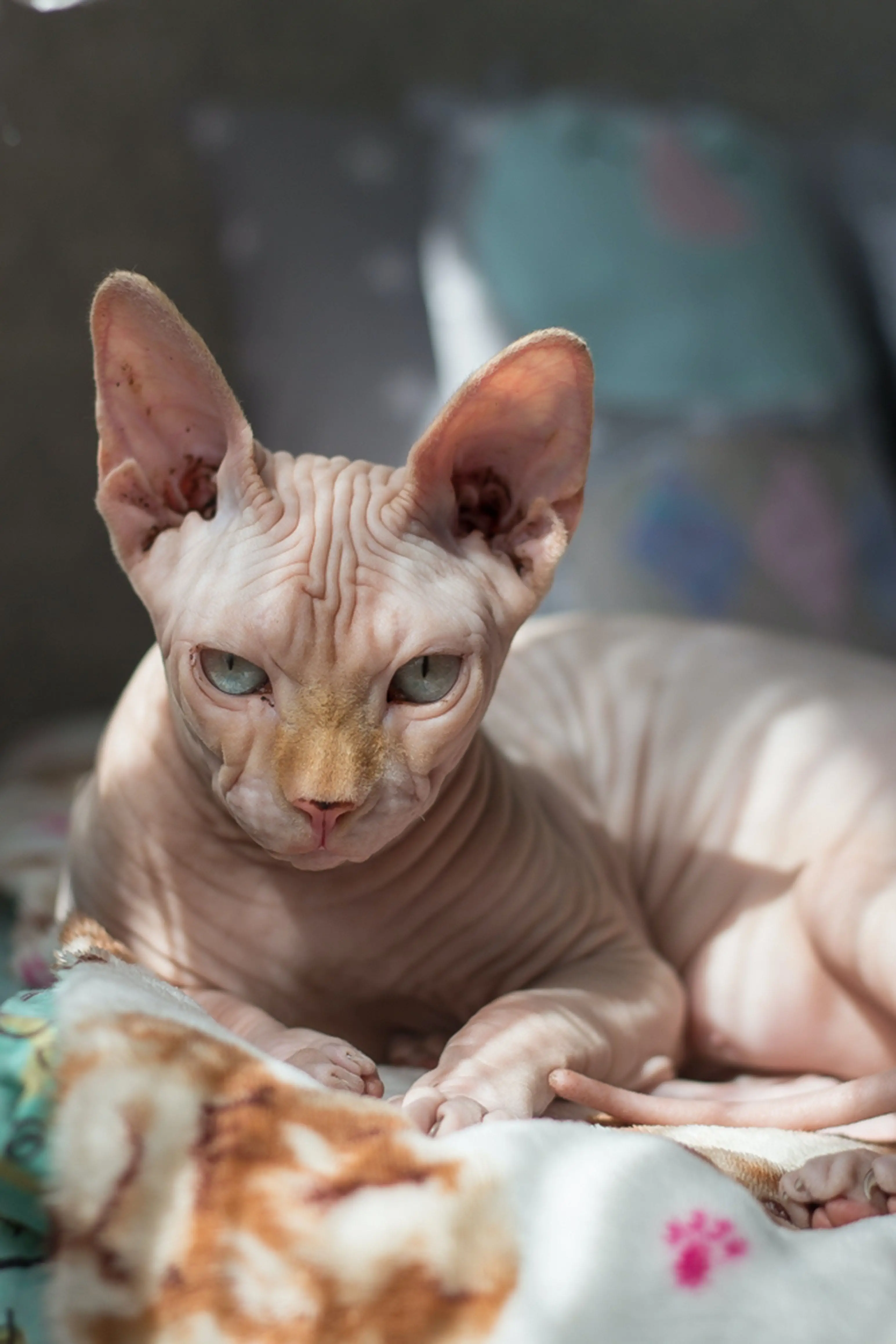 Title The Benefits of Being a Foster Family for Cats