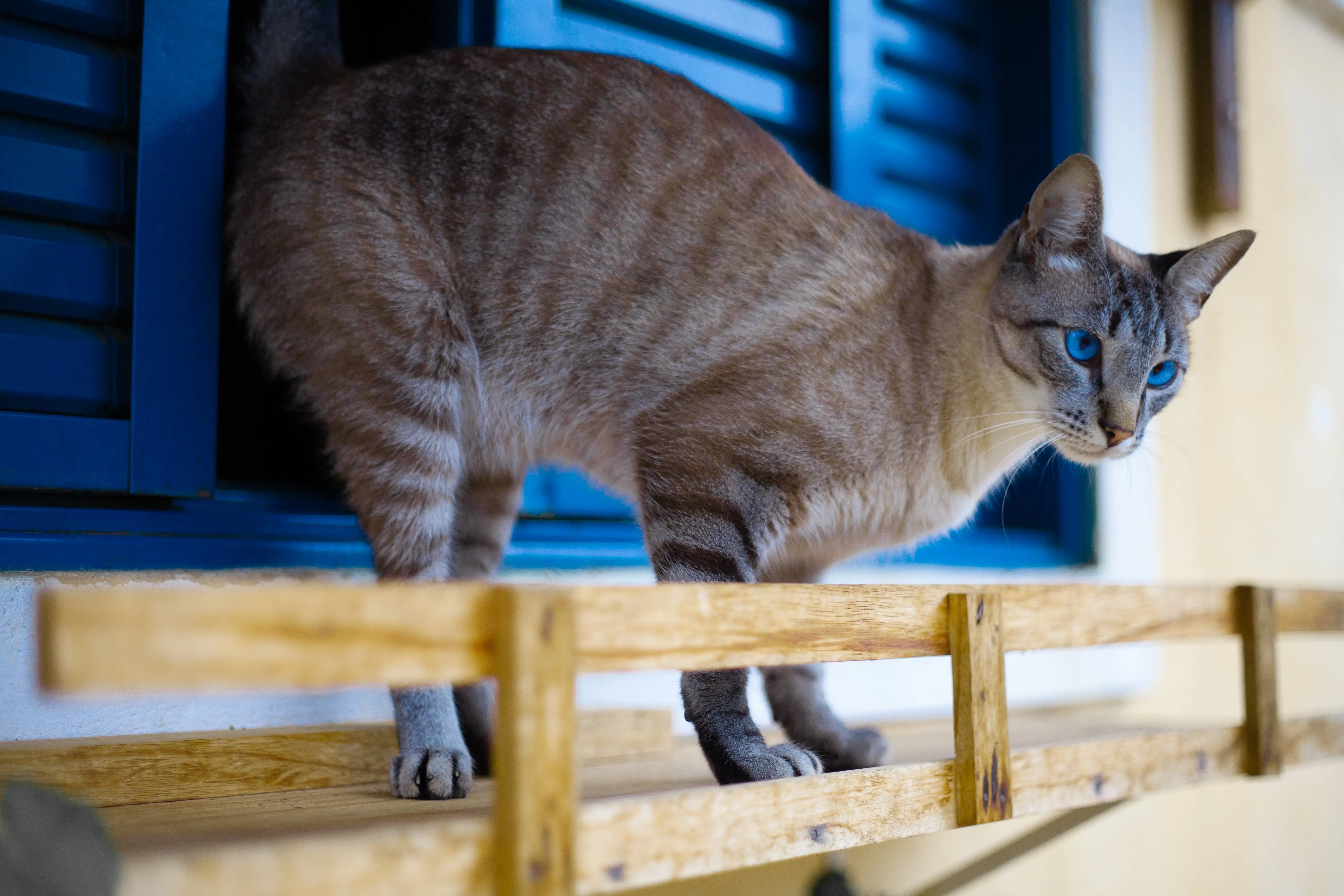 The Fascinating Feline Cat Family A Guide for Cat Lovers