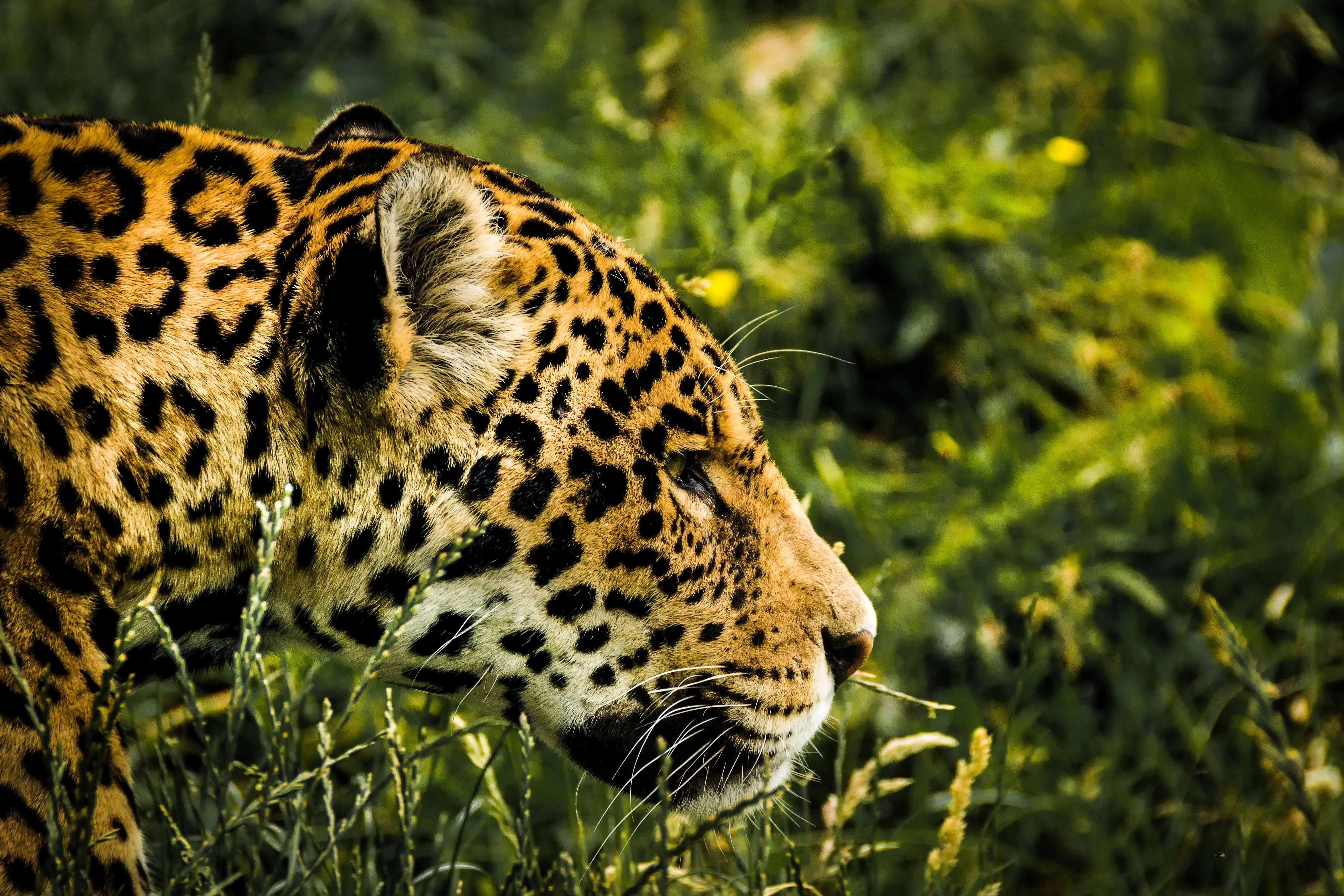 The Ultimate Big Cat Family List A Comprehensive Guide