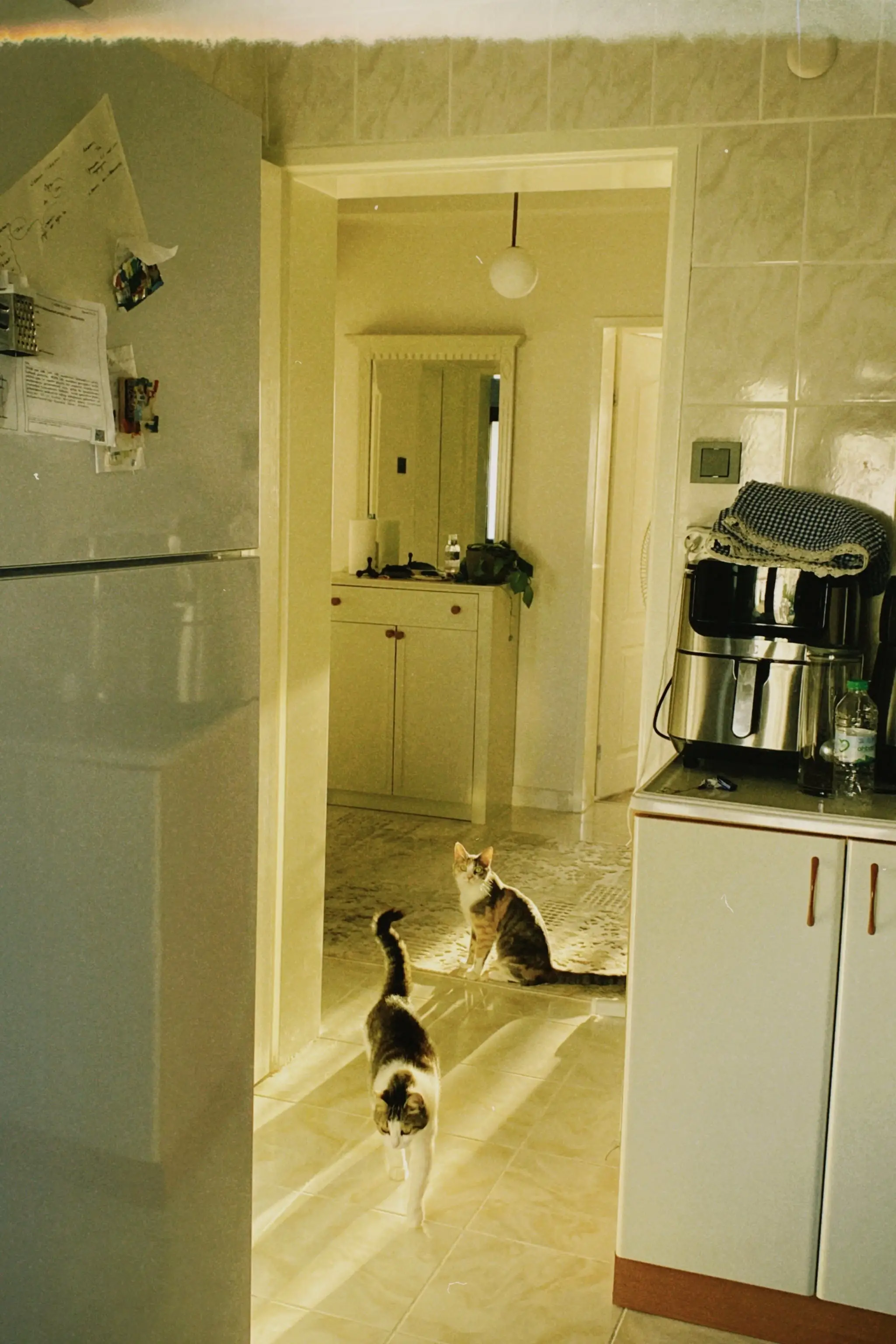 Title Cats for Families The Purrfect Addition to Your Household