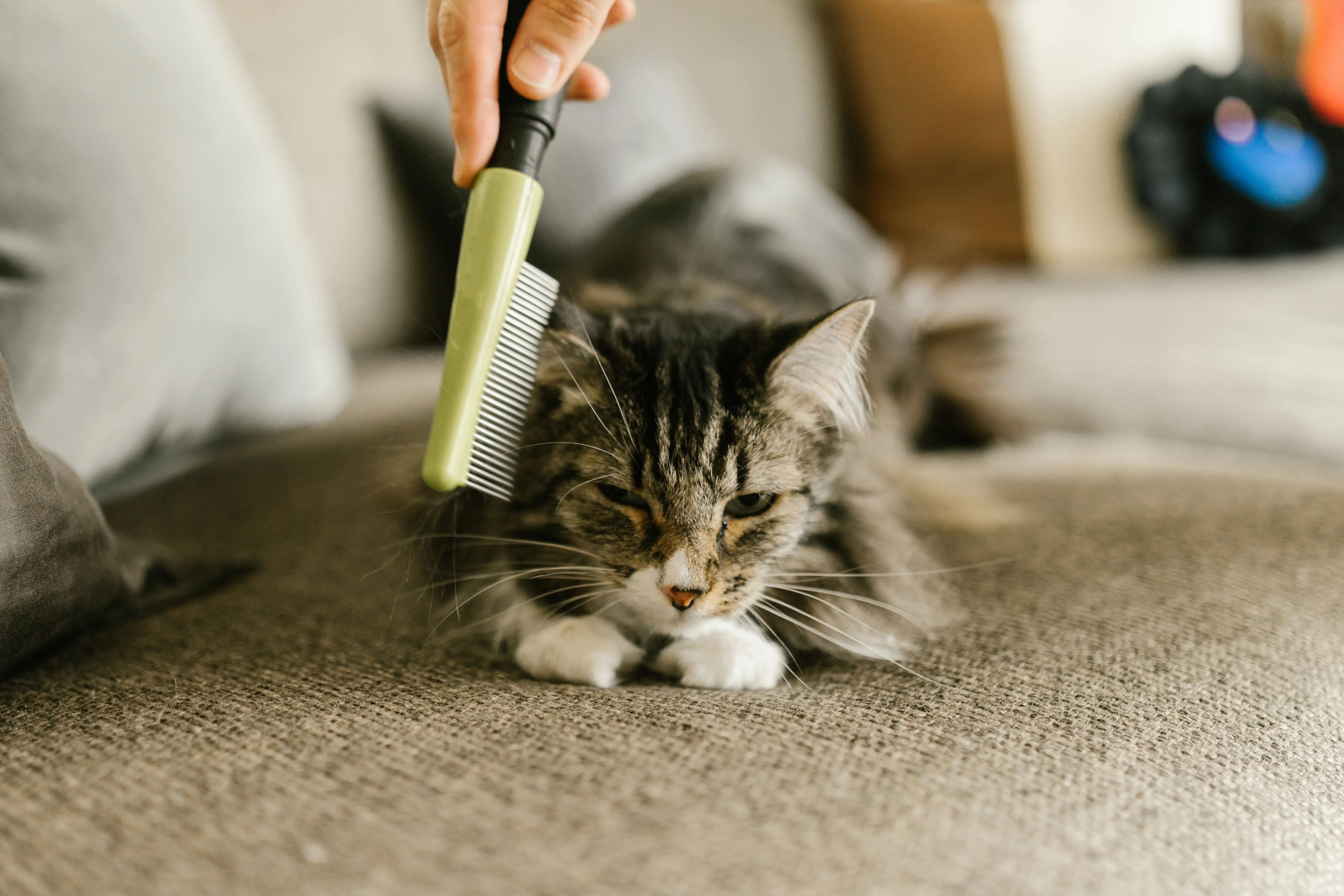 The Joy of Having a Feline Family Member A Guide to Living with Cats