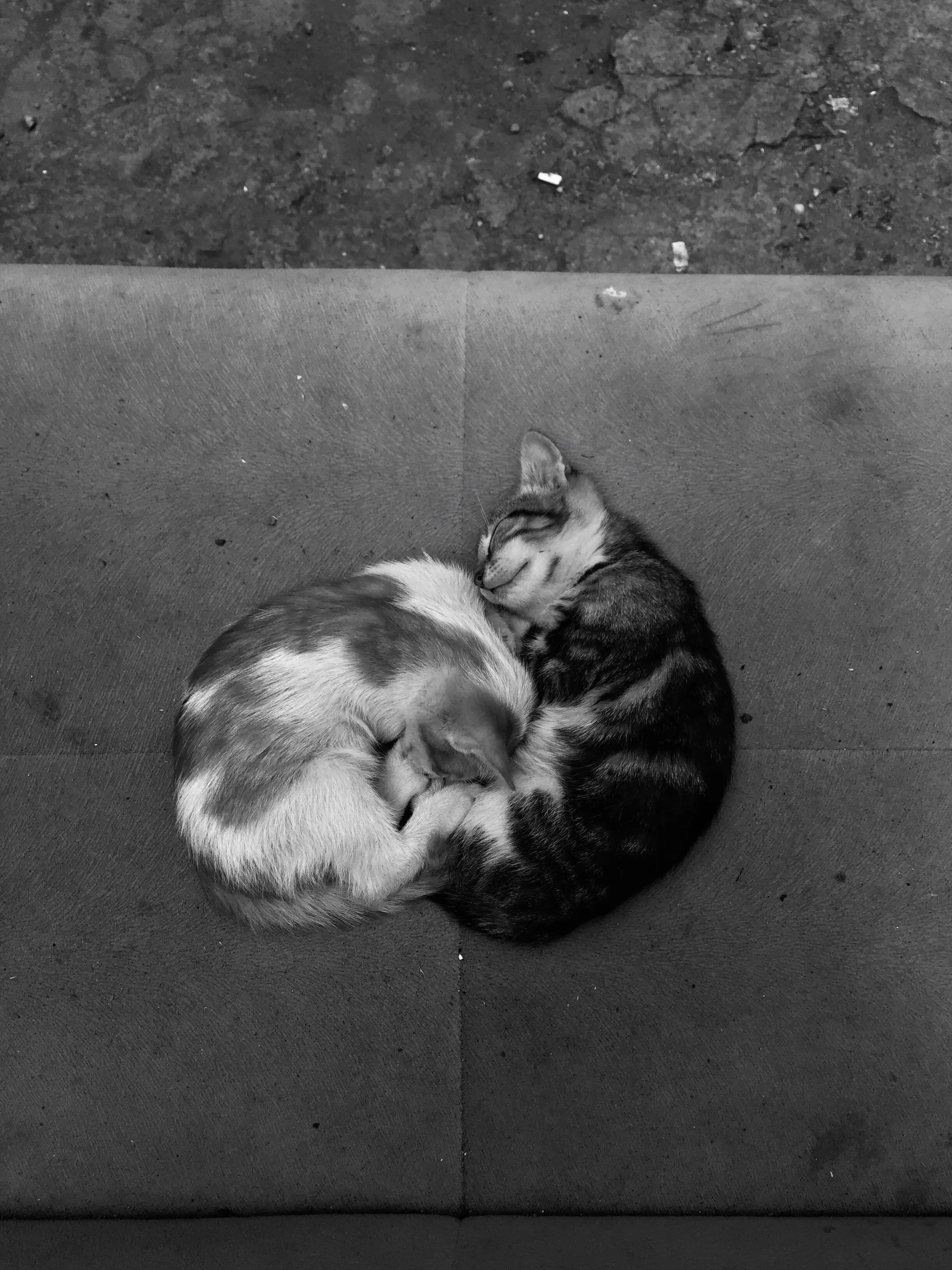 Title Cats for Families The Purrfect Addition to Your Household