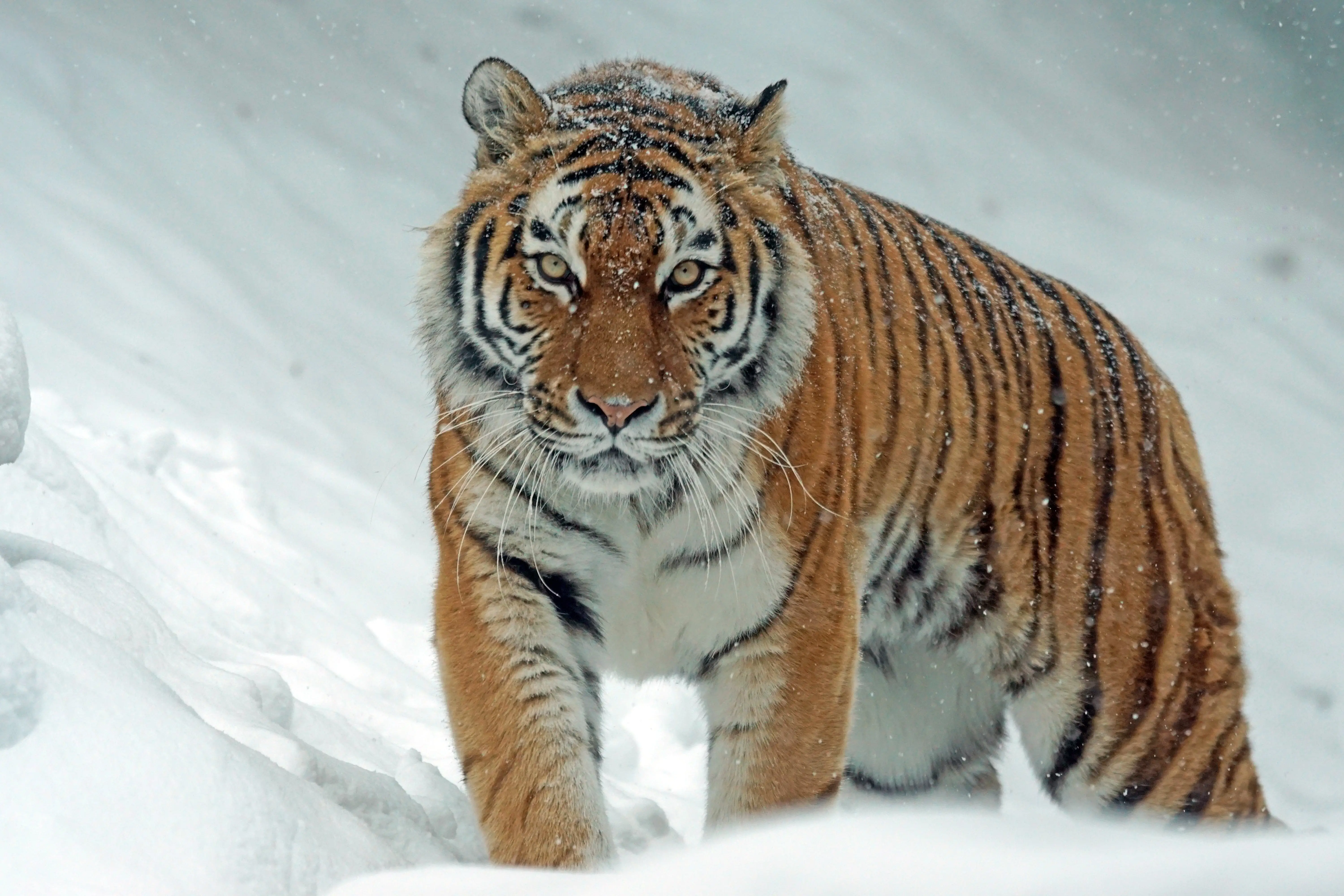 The Wild Cat Family List Exploring the World of Feline Species