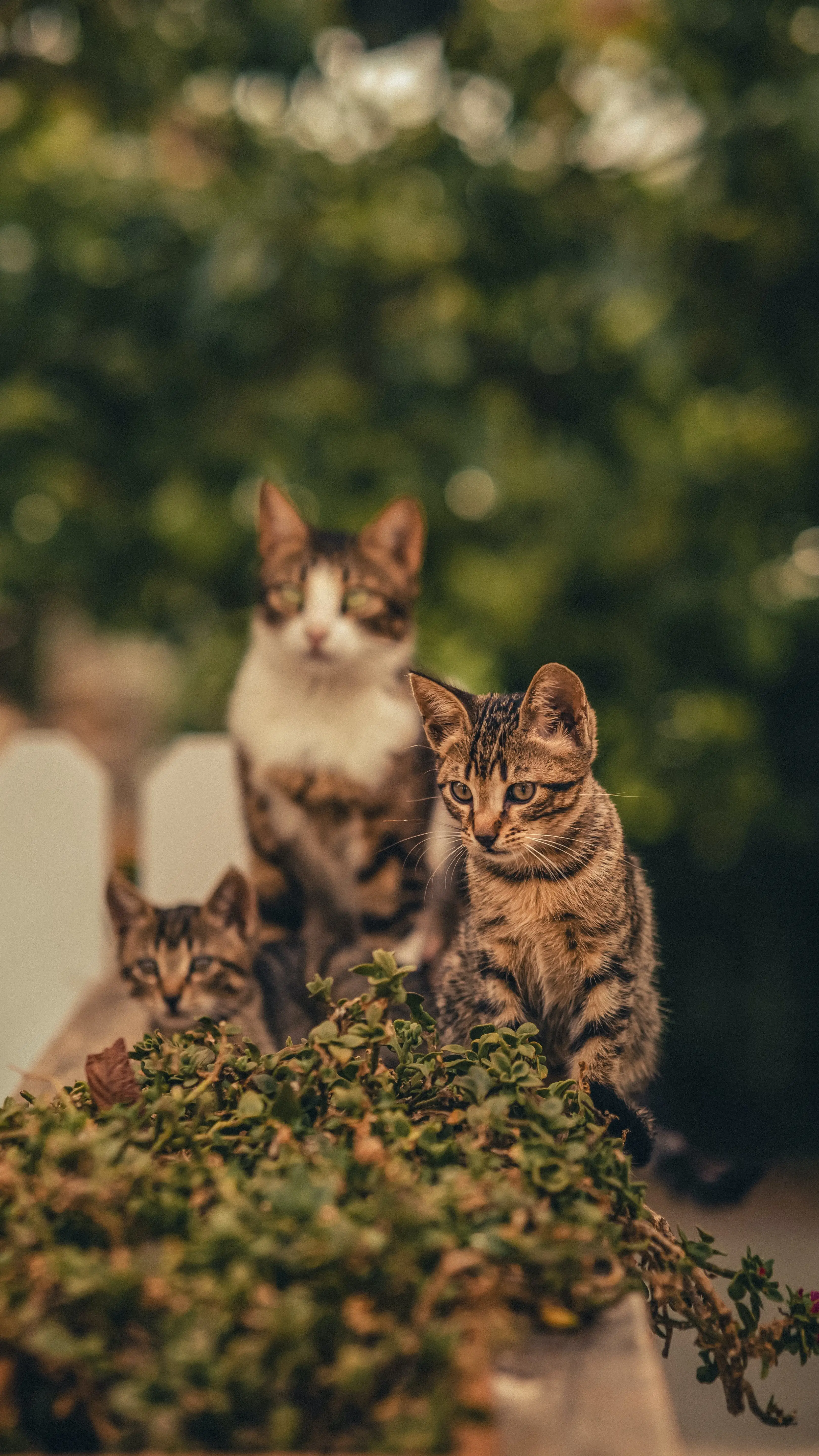 Good Family Cats The Perfect Feline Companions for Your Household