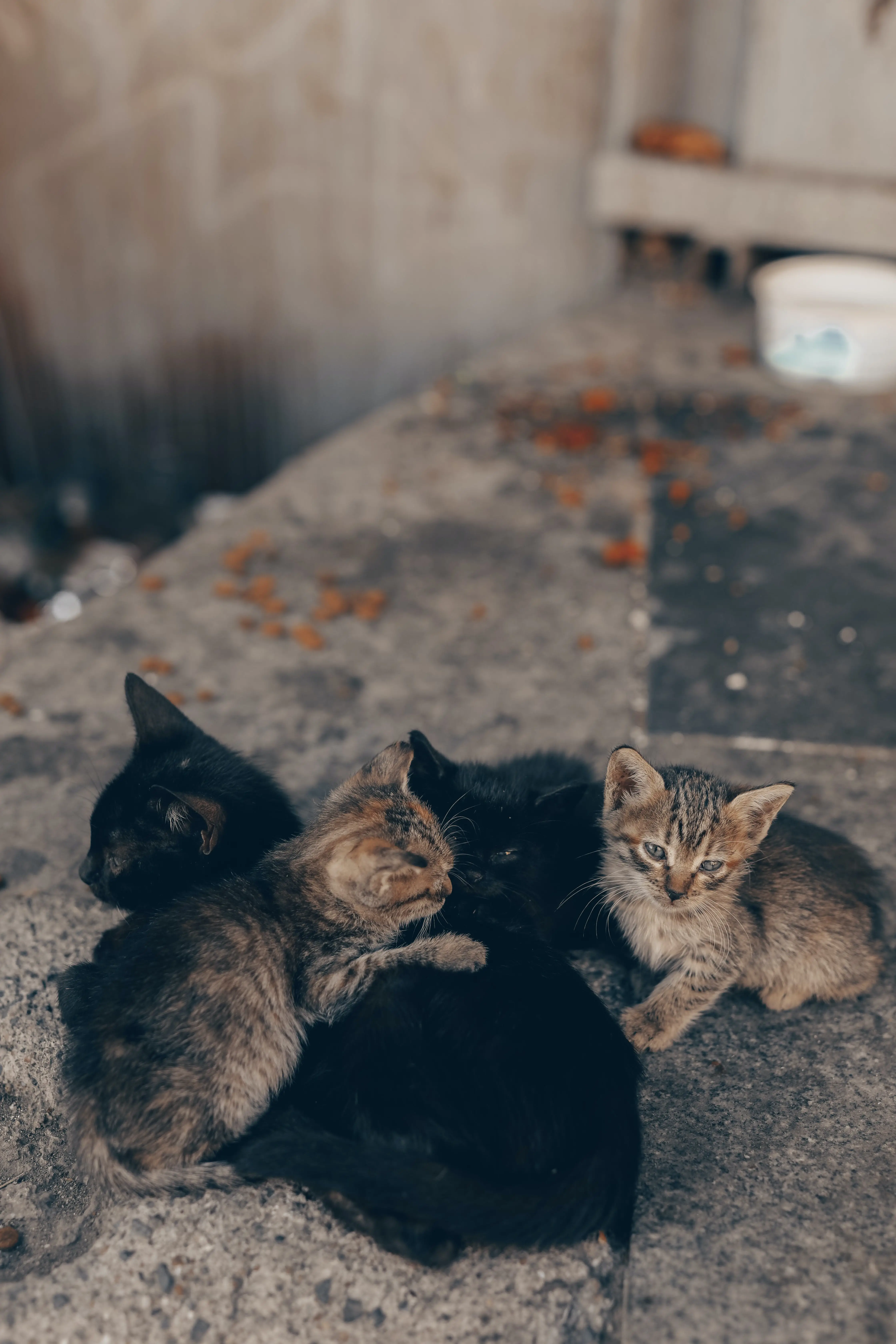The Best Family Cats Finding the Perfect Feline Companion for Your Home