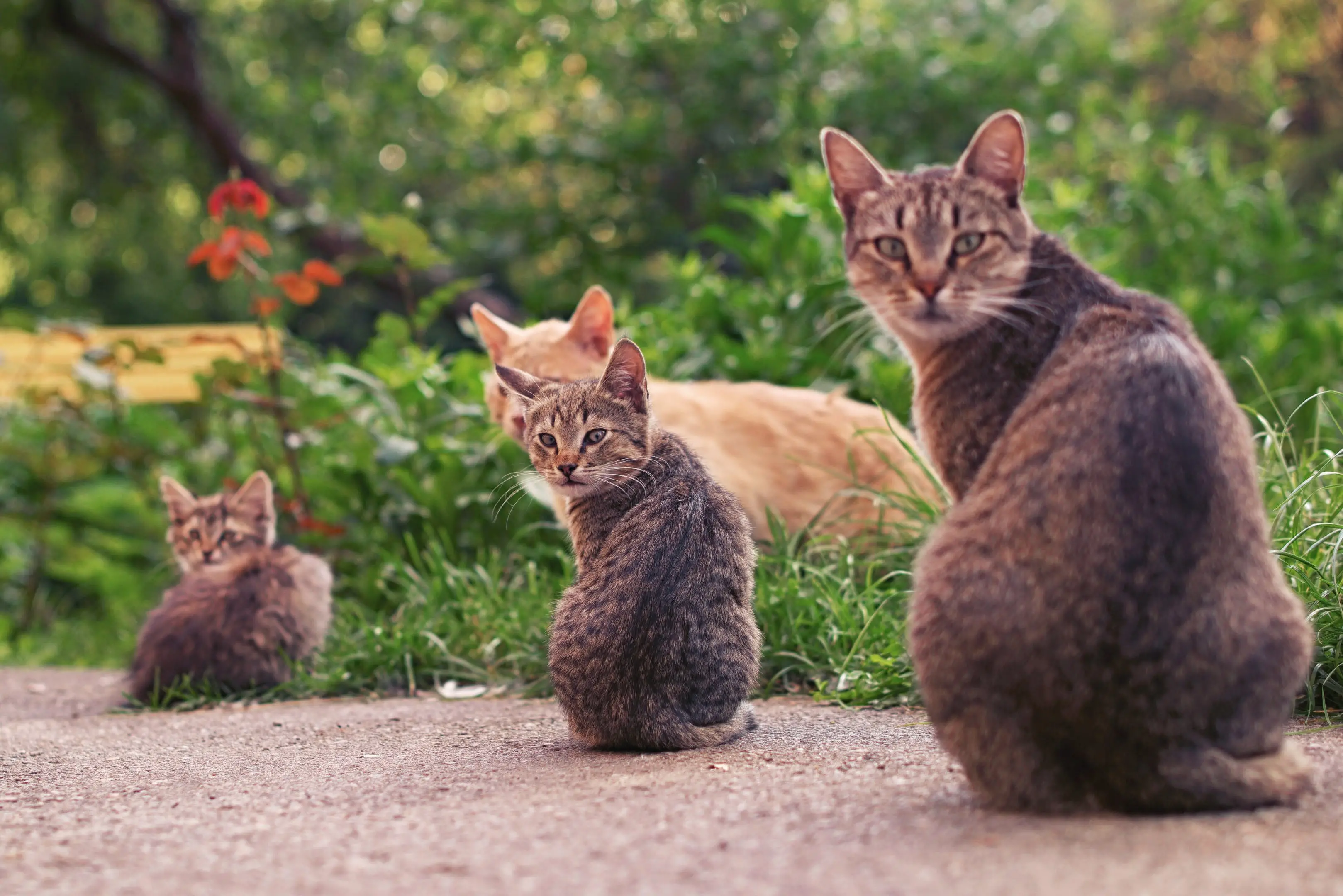 The Best Family Cats Finding the Perfect Feline Companion for Your Home