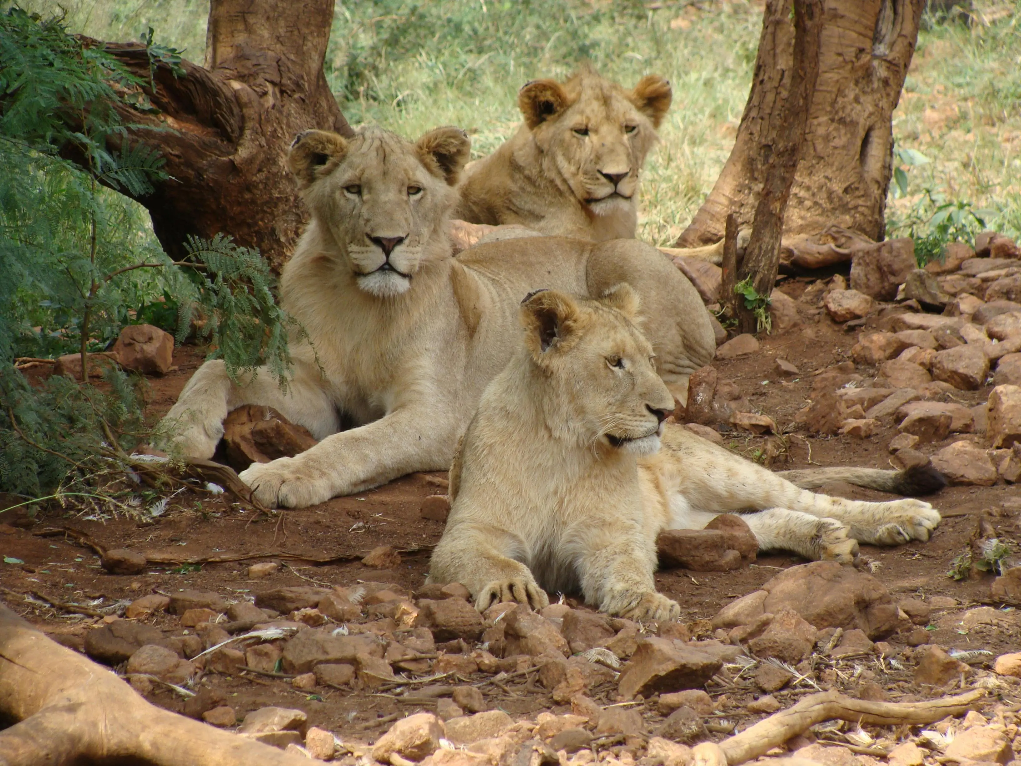 The Wild Cat Family List Exploring the World of Feline Species