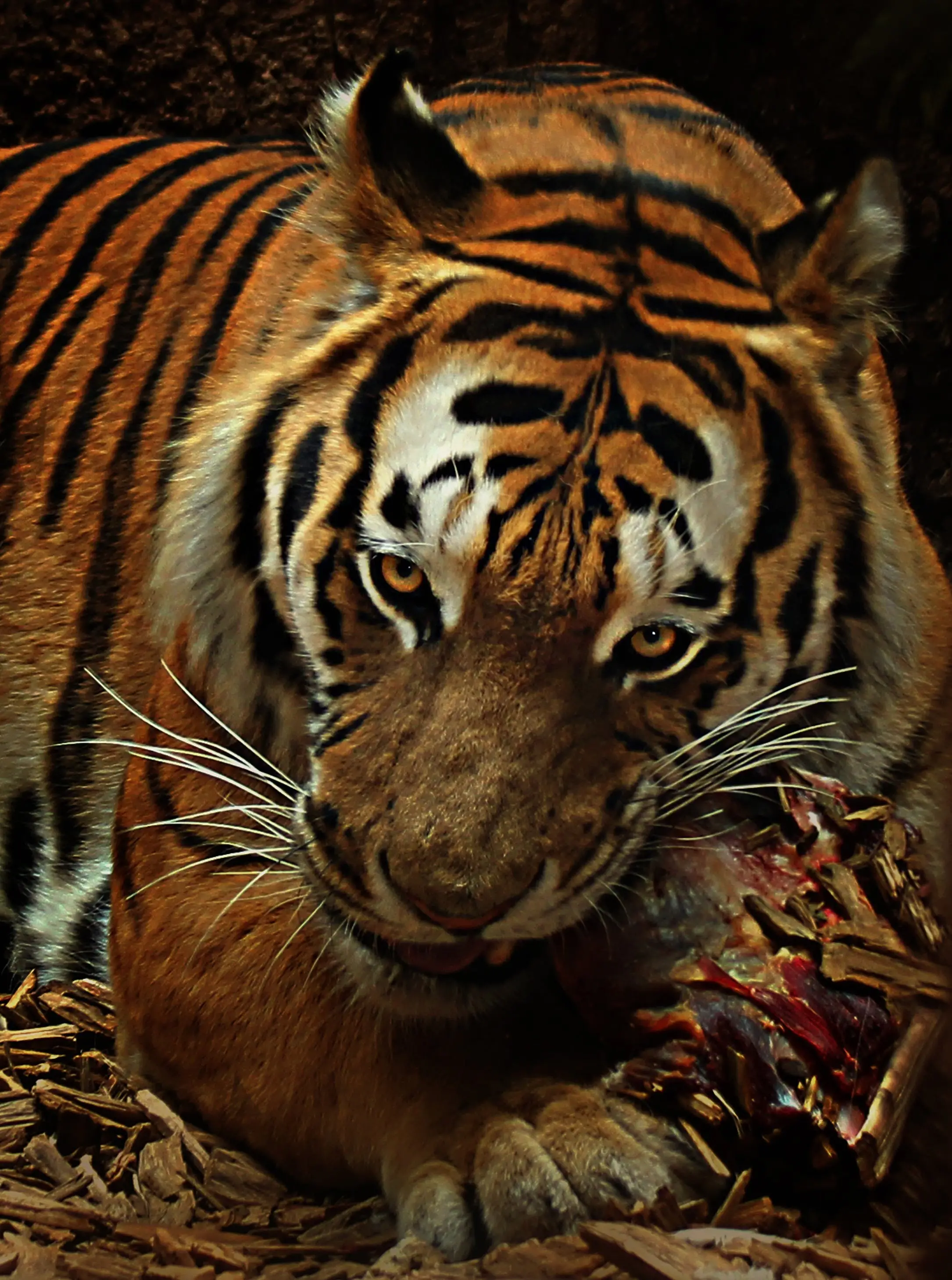 The Wild Cat Family List Exploring the World of Feline Species