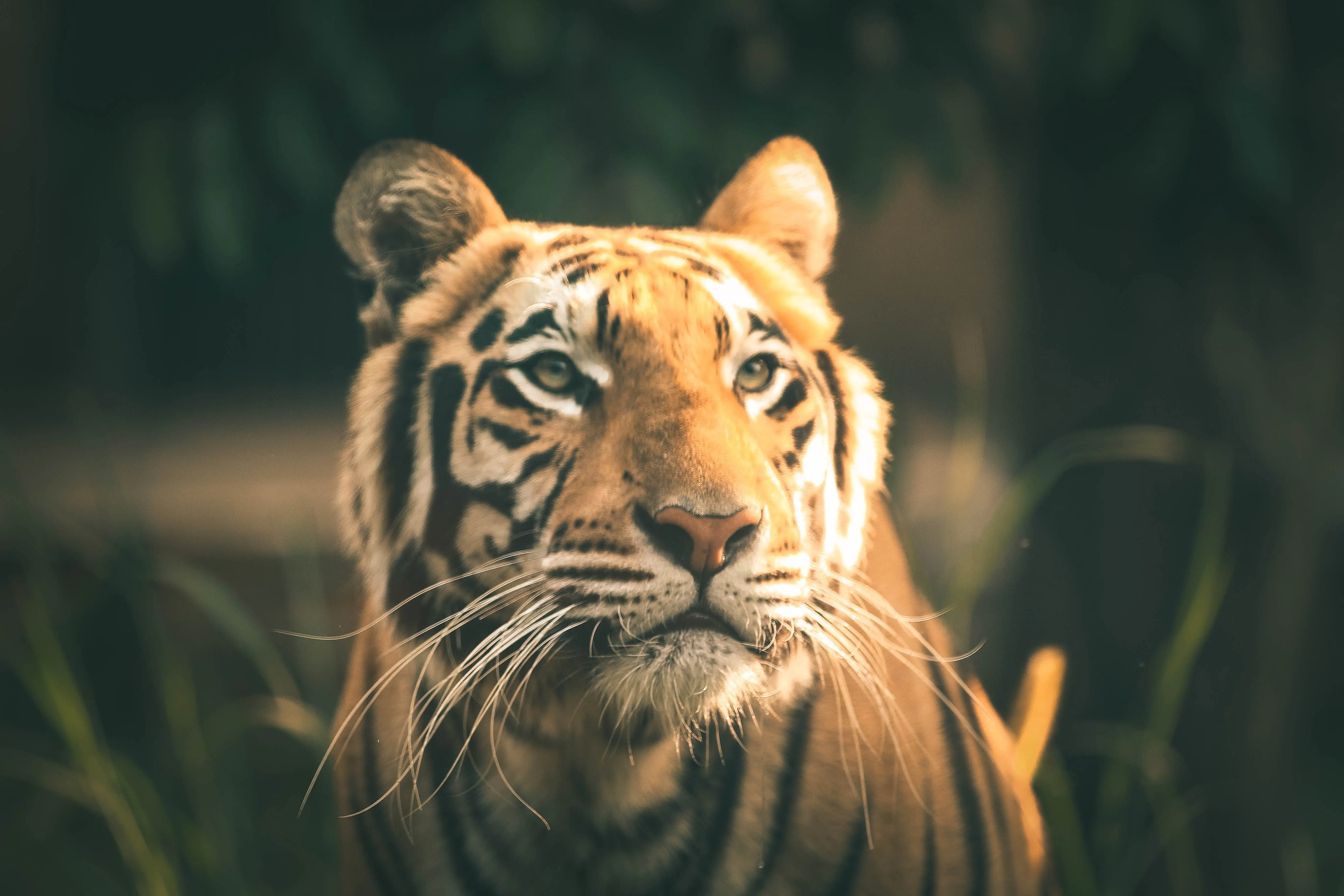 The Fascinating World of the Wild Cat Family