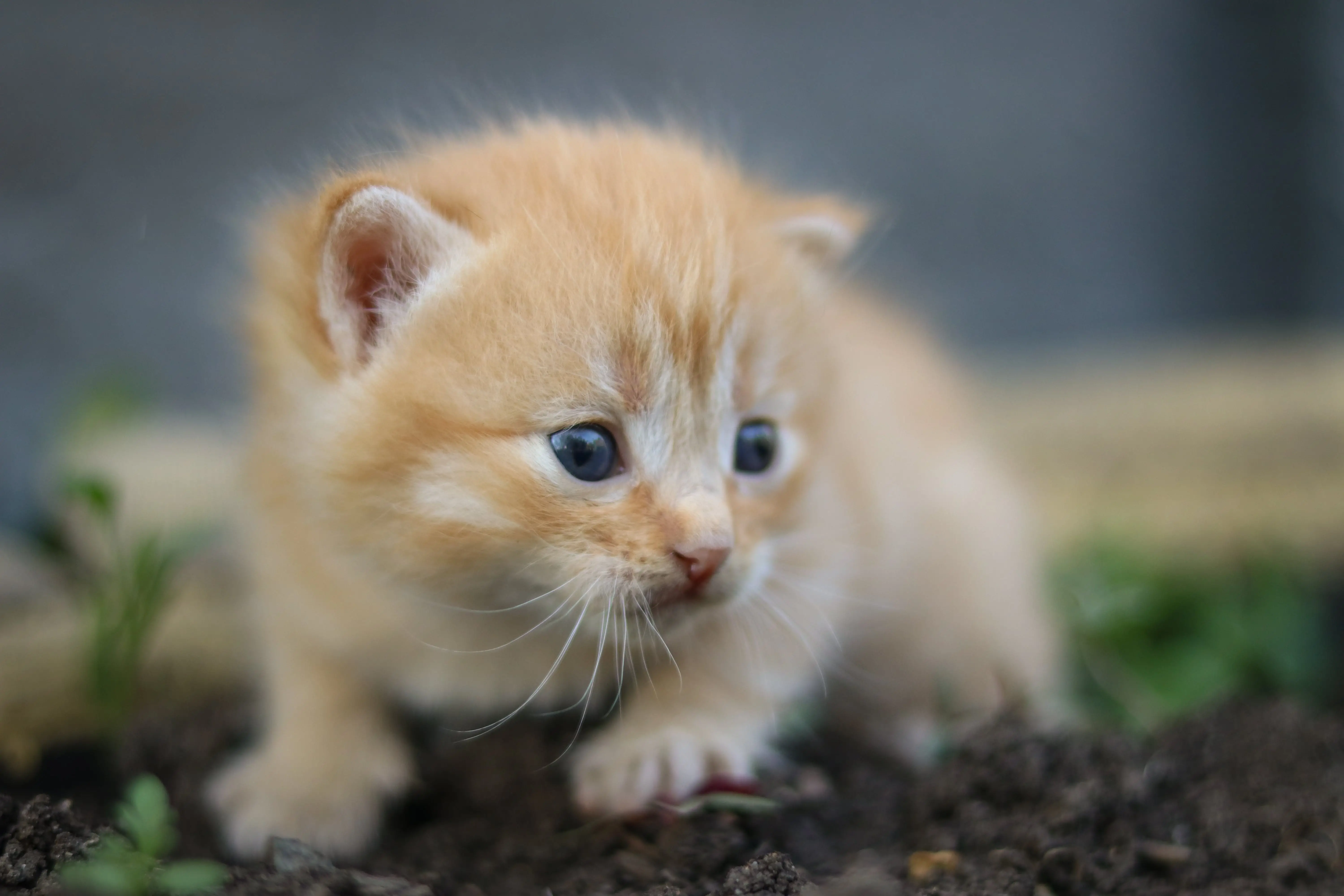 Maple the Cat  Caring for Your Feline Friend