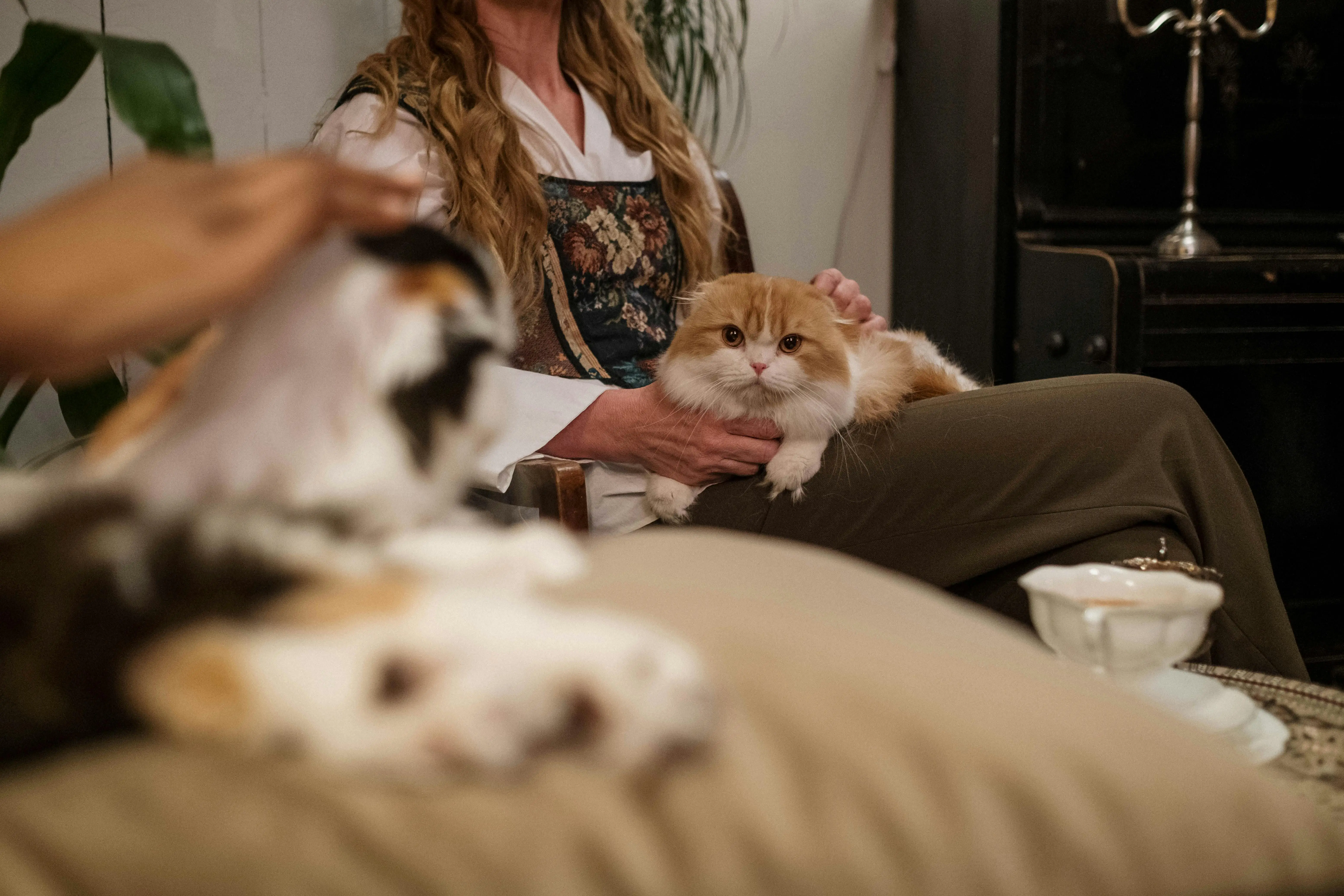 The Friemoth Family Cats A Feline Tale of Love and Companionship