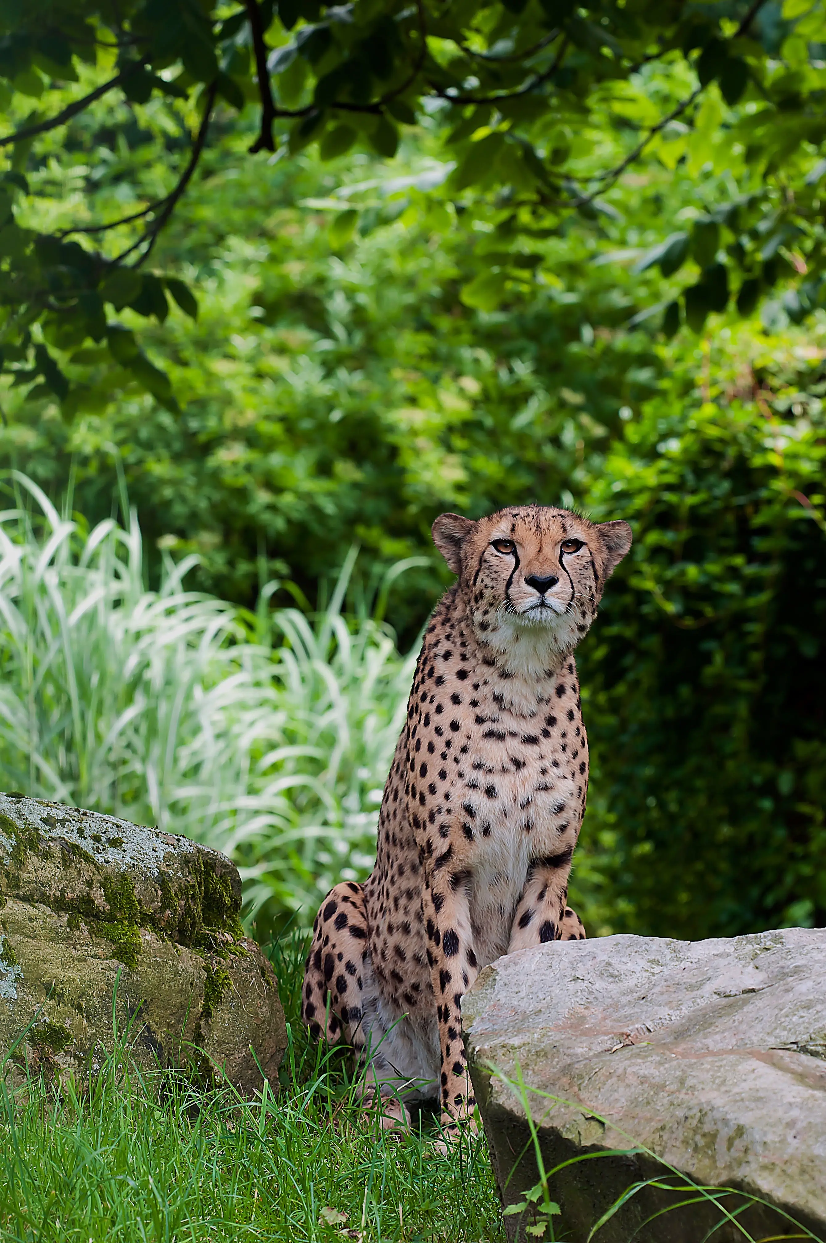 The Cheetah Cat Family An Overview