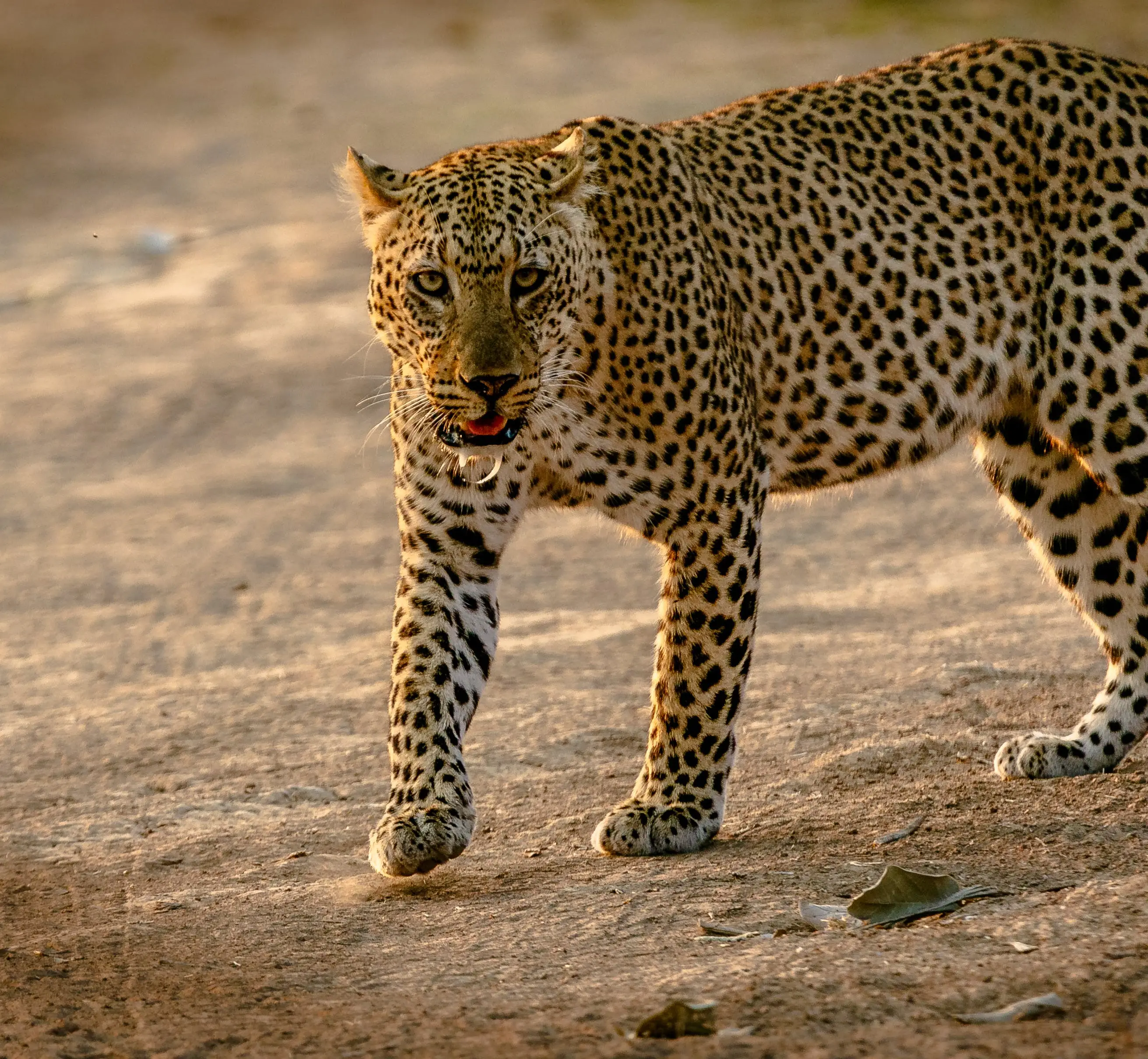 The Cheetah Cat Family An Overview