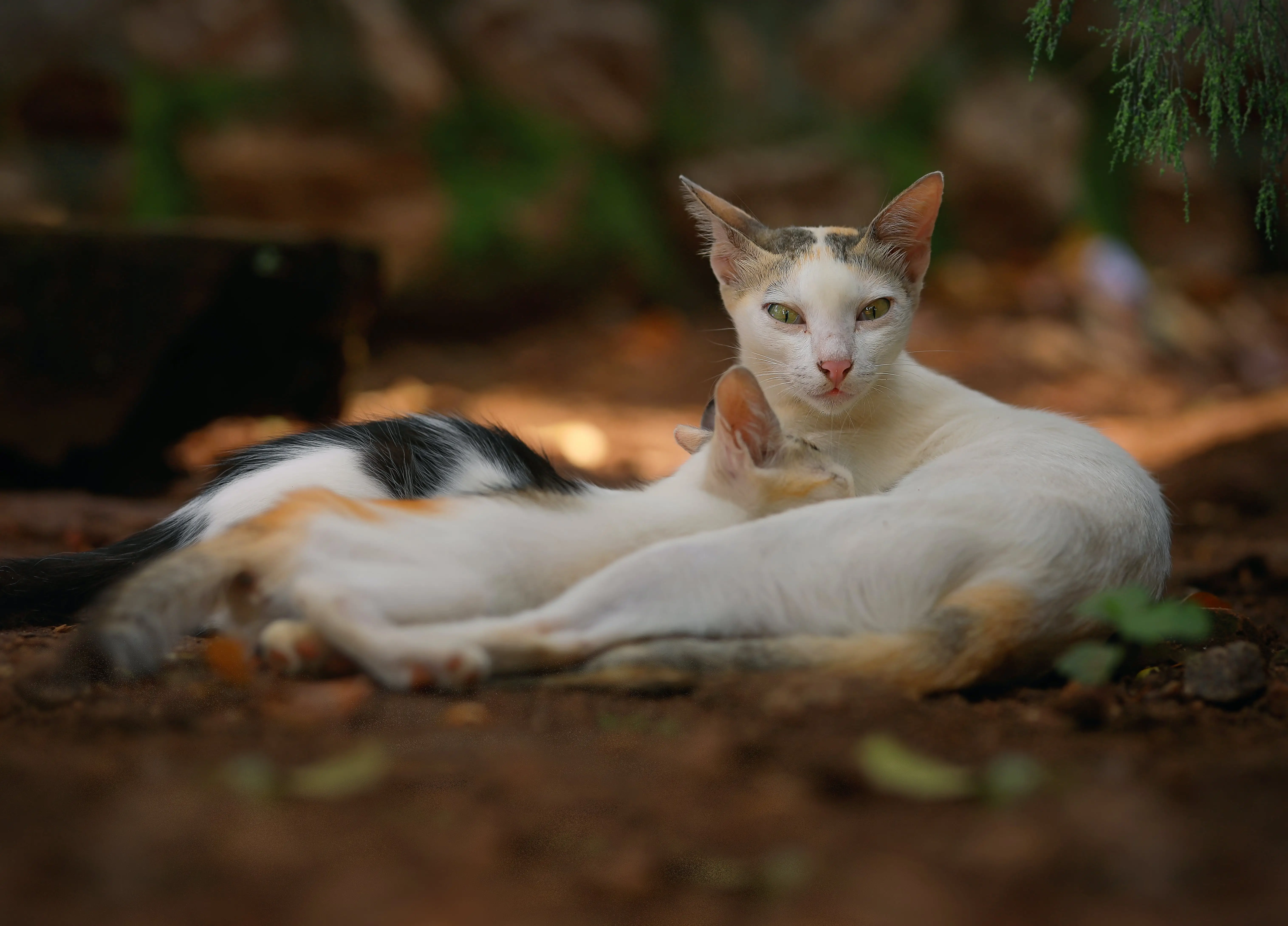 Cats for Families Finding the Perfect Feline Companion