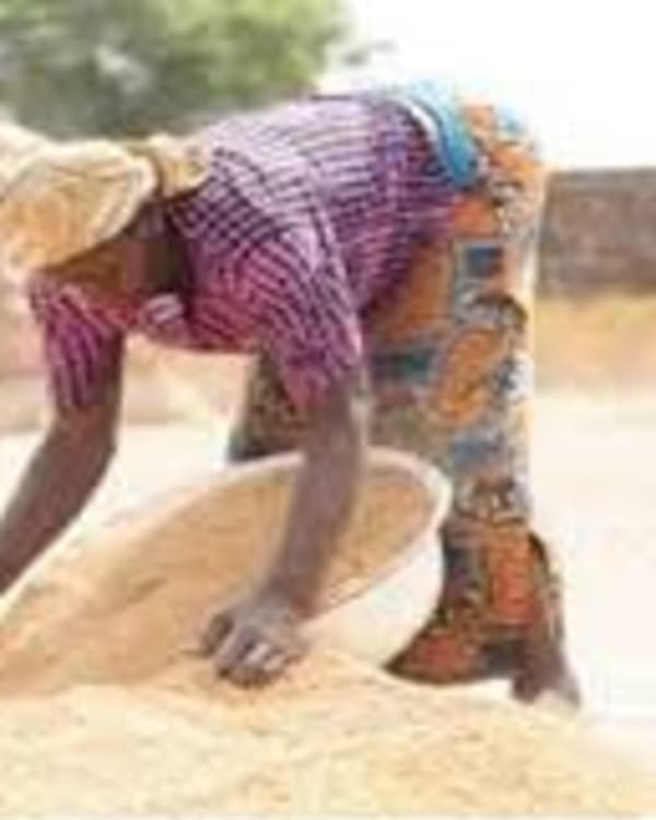 700,000 Tonnes of Unsold Rice Forces Farmers Off Their Land