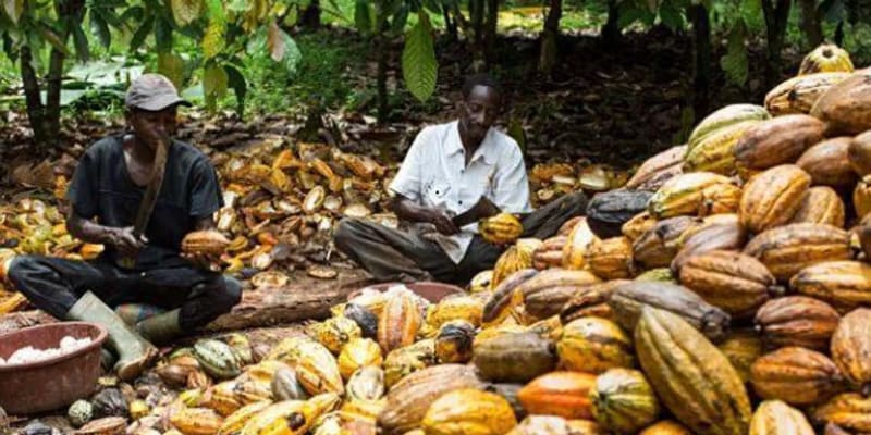 Concerned Cocoa Farmer Says New Cocoa Price Will Fuel Smuggling, Hurt Yields