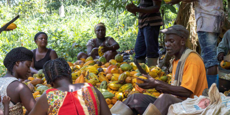 Cocoa Farmers Reject New Producer Price as Inadequate