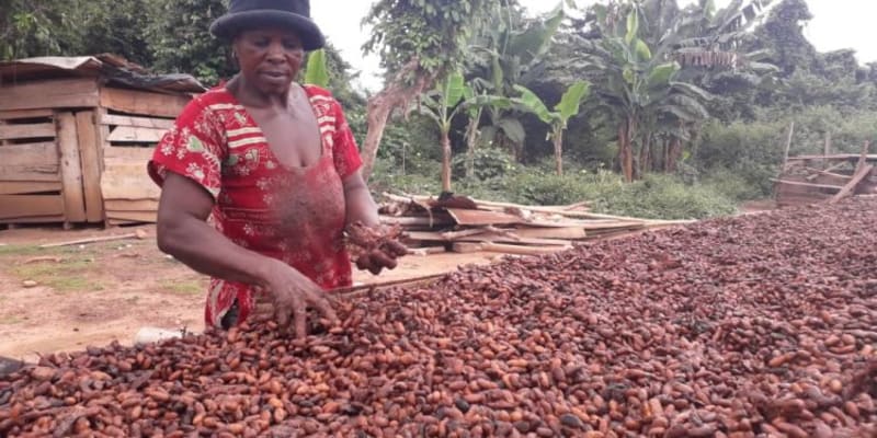 Policy Analyst Urges Transparency in Cocoa Pricing Amid Producer Price Increase