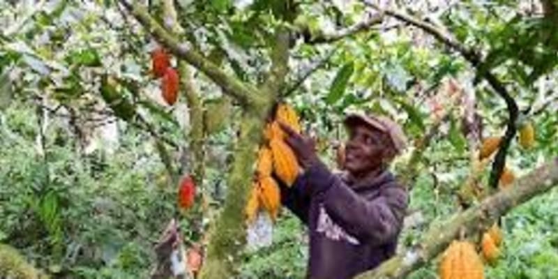 Kadjebi Cocoa Farmers Reject New Producer Price, Describe It as “An Insult” and “A Betrayal”