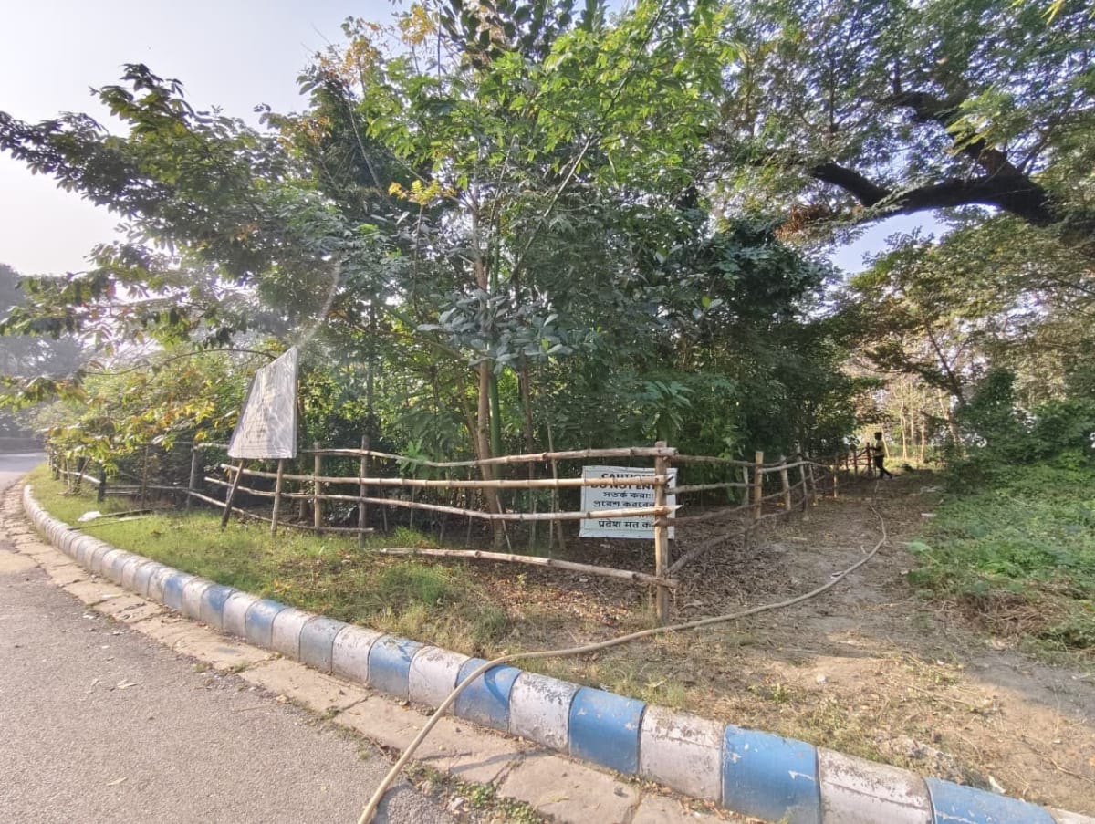 Dense native Miyawaki style forest planting at a Backyard Botanist site