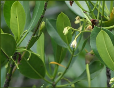 Garjan mangrove sapling ready for coastal restoration planting