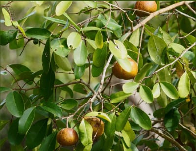 Pashur fruit of Xylocarpus mekongensis on the tree