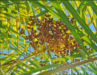 Hental mangrove saplings prepared for coastal greening