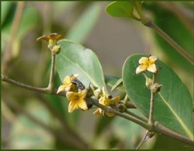 Jatt Bain (Avicennia officinalis) flowering branch with pollinator — field photo