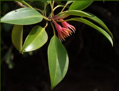 Kakda mangrove saplings bundled for supply