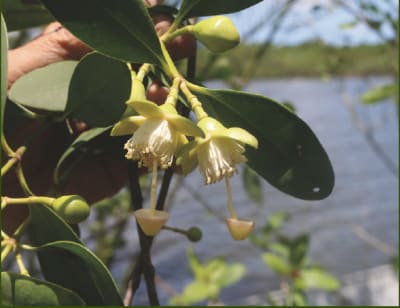 Tak Keora (Sonneratia apetala) flower detail