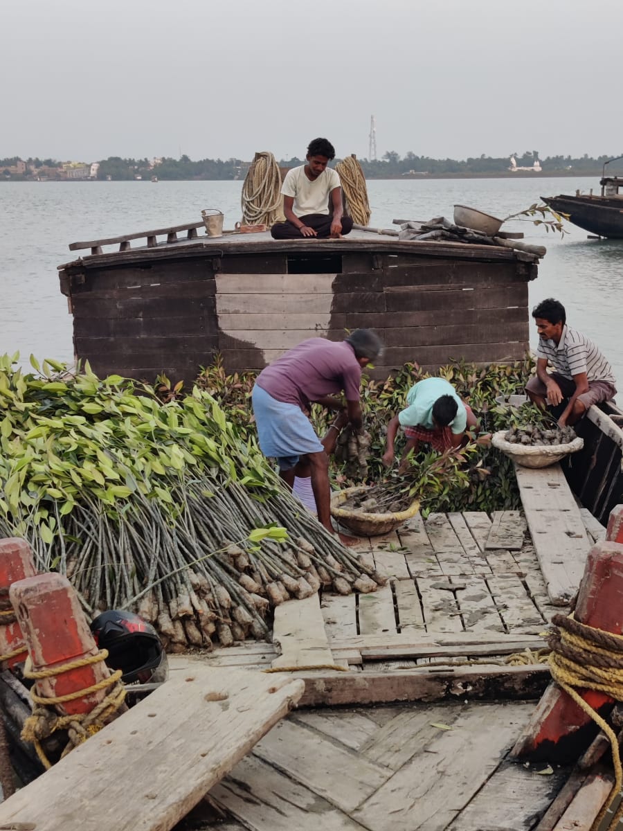Mangrove saplings prepared for restoration supply and delivery