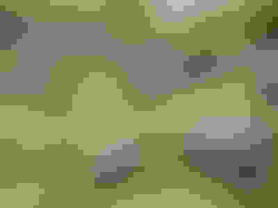 Různé krunýře různých druhů želv. Foto by Verča