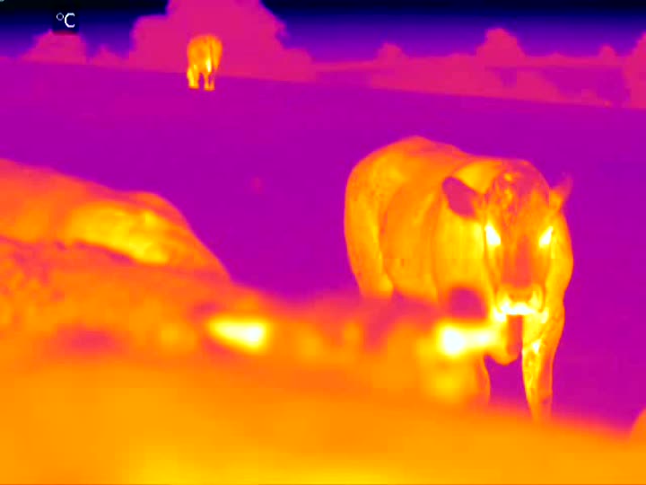 Thermal infrared scan of cattle for health monitoring and recovery