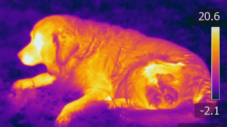 Thermal drone scan of a lost pet dog in dense foliage