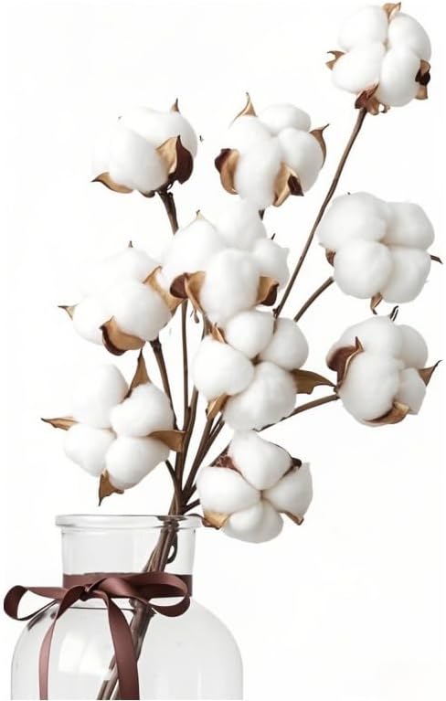 Fleurs De Coton Sechees