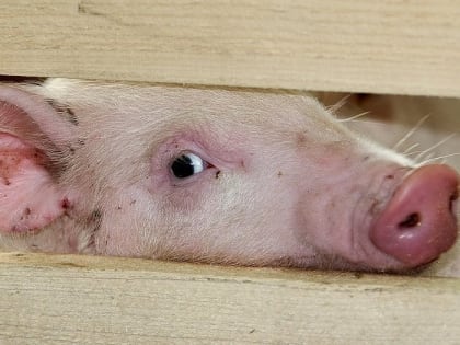 Снятие карантина по африканской чуме свиней в Оренбурге