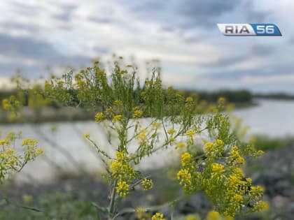 Дождь, ветер и +22 градуса ожидаются в Оренбуржье в ночь на 15 июня