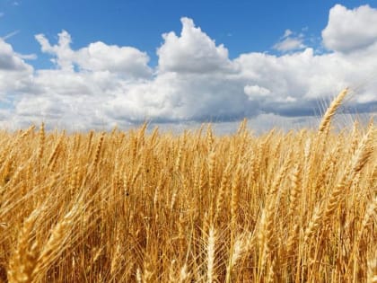 Финогеев день: что можно и нельзя делать 29 июля 2024 года