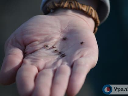 Свыше 1000 человек пострадали от укусов клещей в Оренбургской области