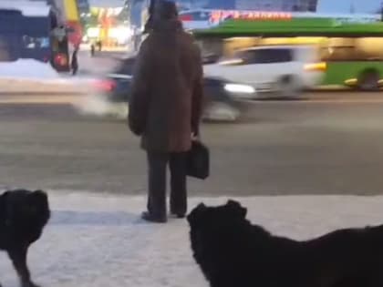 Оренбуржцы жалуются на стаи бродячих собак