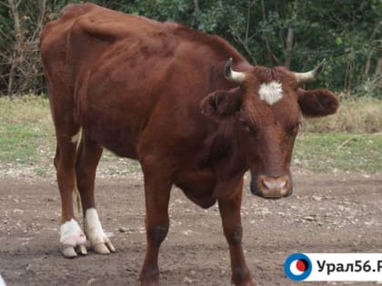 В Первомайском районе пастух может отправиться за решетку на 5 лет за кражу денег, полученных с продажи чужого быка