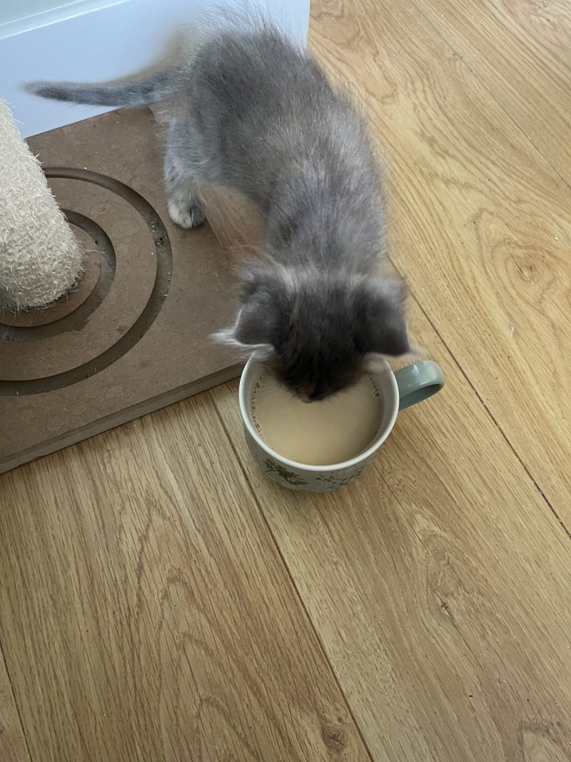 Coffee