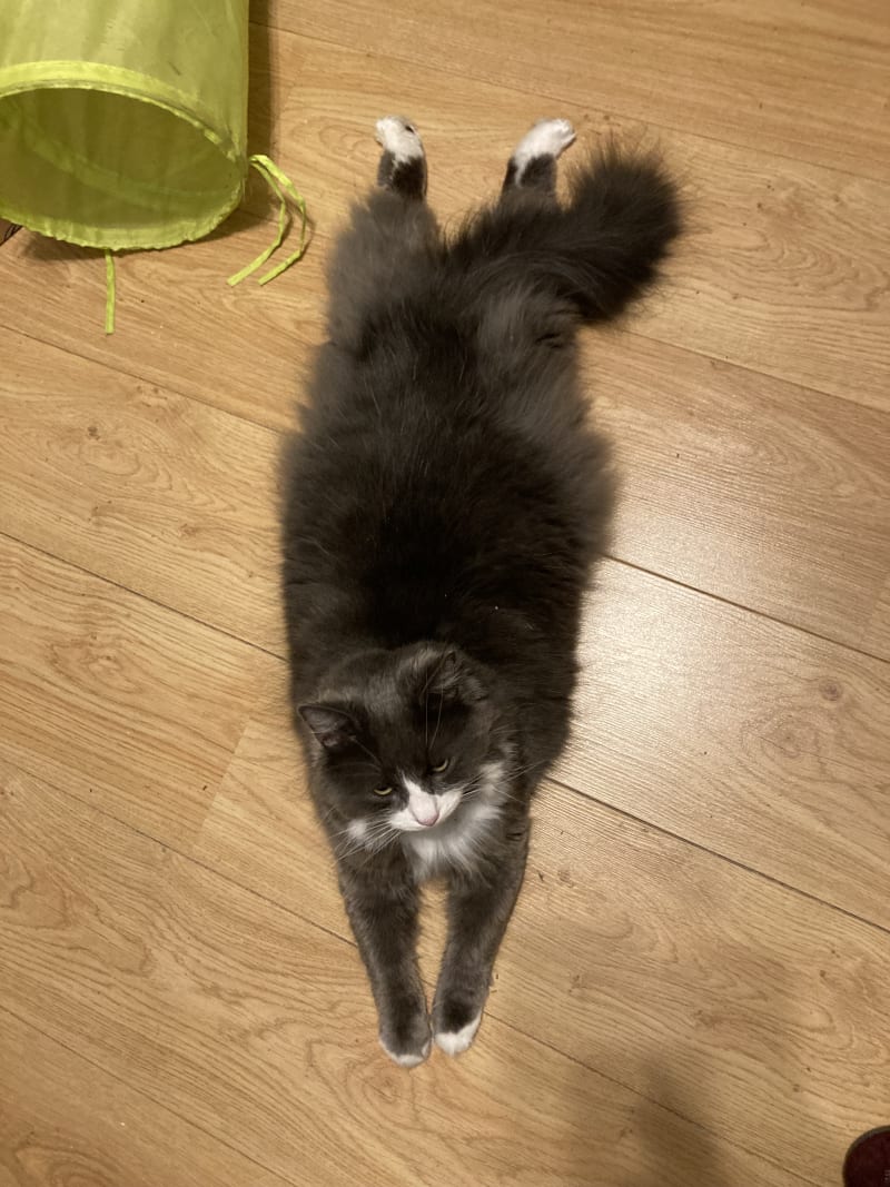 Fig