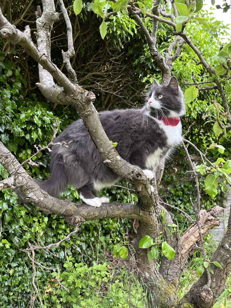 Fig