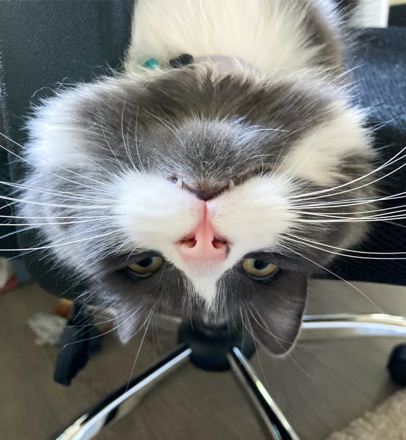 Fig