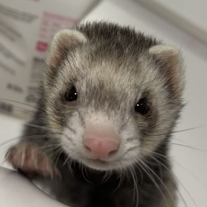 Peek